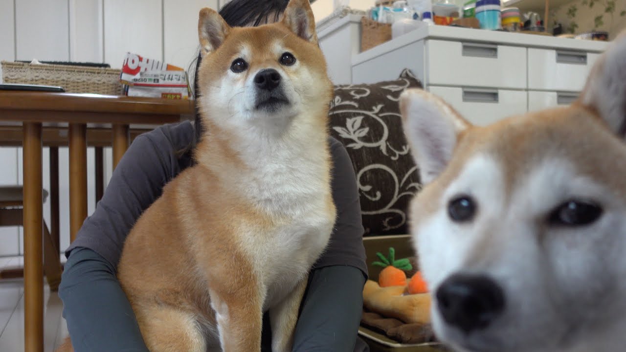 The owner of my family's Shiba Inu is rushed into hospital. - YouTube