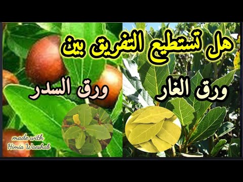 قليل من الناس من يستطيع التفريق بين ورق الغار وورق السدر أدخل وشاهد الفرق وخصائص كل نبات منها