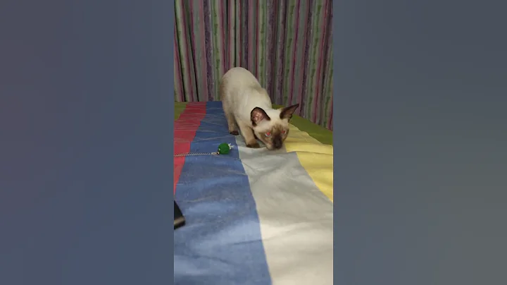 Video 10750401: cute siamese kitten