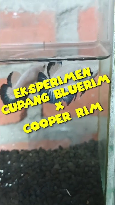 kawin silang ikan cupang #shorts