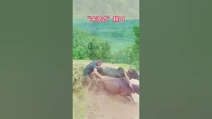 春潮澎湃，大地飛歌，又到耕田插秧的季節。如果你不小心刷到了我，就請留下來多翻翻我的視頻，或許可以治癒你浮躁的心情。 #記錄農村生活 #記錄農村現實生活 #家鄉田間地頭 - 天天要聞