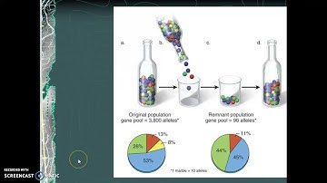 How Populations Evolve Part 2 Bio 101