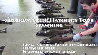 Skookum Creek Hatchery Tour - Part 2 - Spawning