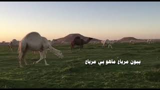شيلة البدو ياسالم - كلمات  منصور سالم المرزوقي - اداء سعدون فيصل حصرياُ