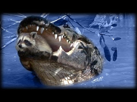 Predators of Alligators 0203 - Raccoons - Music