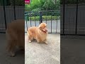 Golden Retriever Take out Trash 4 Mom #shorts #dogs
