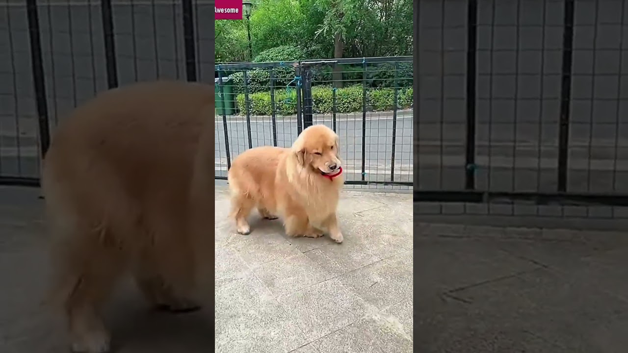 Golden Retriever Take out Trash 4 Mom #shorts #dogs
