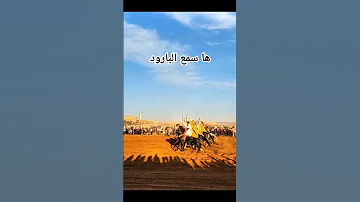 علفة الشاوي الفن في البارود وعادي الغرب الخيالة الفنتازيا الجزائرية 