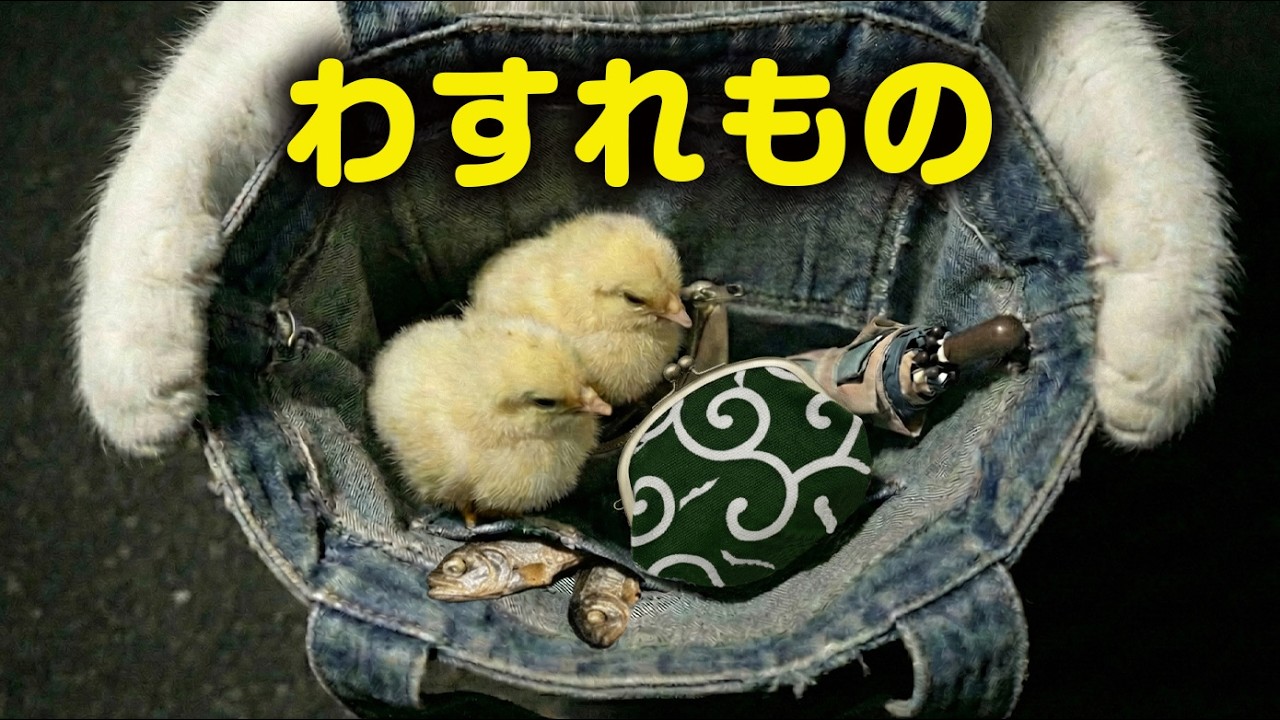 わすれもの｜ねこせいかつ #cat