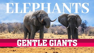 Elephant Herds: Insights into Their Social Lives