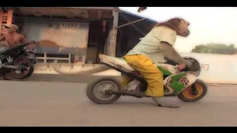 Monkey riding motorcycle