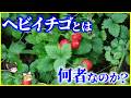 【ゆっくり解説】毒はある？ない？「ヘビイチゴ」とは何者なのか？を解説/なぜ日本中に生えるのか…ヘビイチゴの“異常すぎる生存戦略”とは