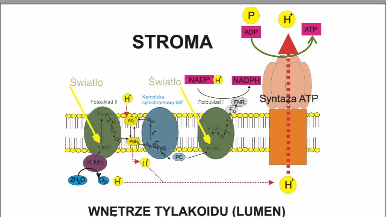 Fotosynteza I Chemosynteza Sprawdzian Nowa Era [Biologia] Fotosynteza - YouTube