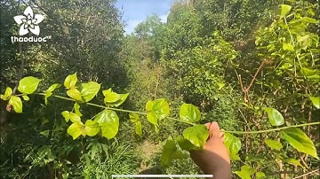 Vọng cách lá nhỏ, Trồng 1 Cây này Cả Nhà Yên Tâm Hơn Cả Triệu Tiền Mua Thuốc