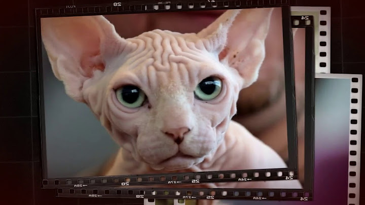 Watch the video about Sphynx cat - how much should a sphynx cat eat