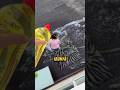 FREE FLOW SABUN‼️🤡 #lucu #ngakak #videoviral