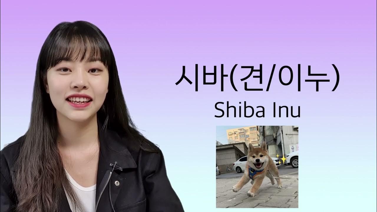 How we can say "I'm raising a dog" in Korean? Dog Breed Korean YouTube