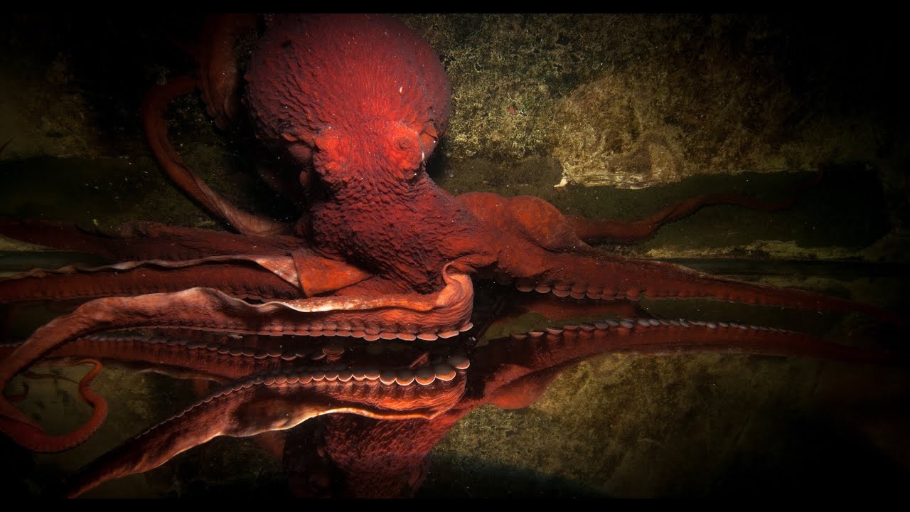 8 Incredible Facts About Octopuses YouTube