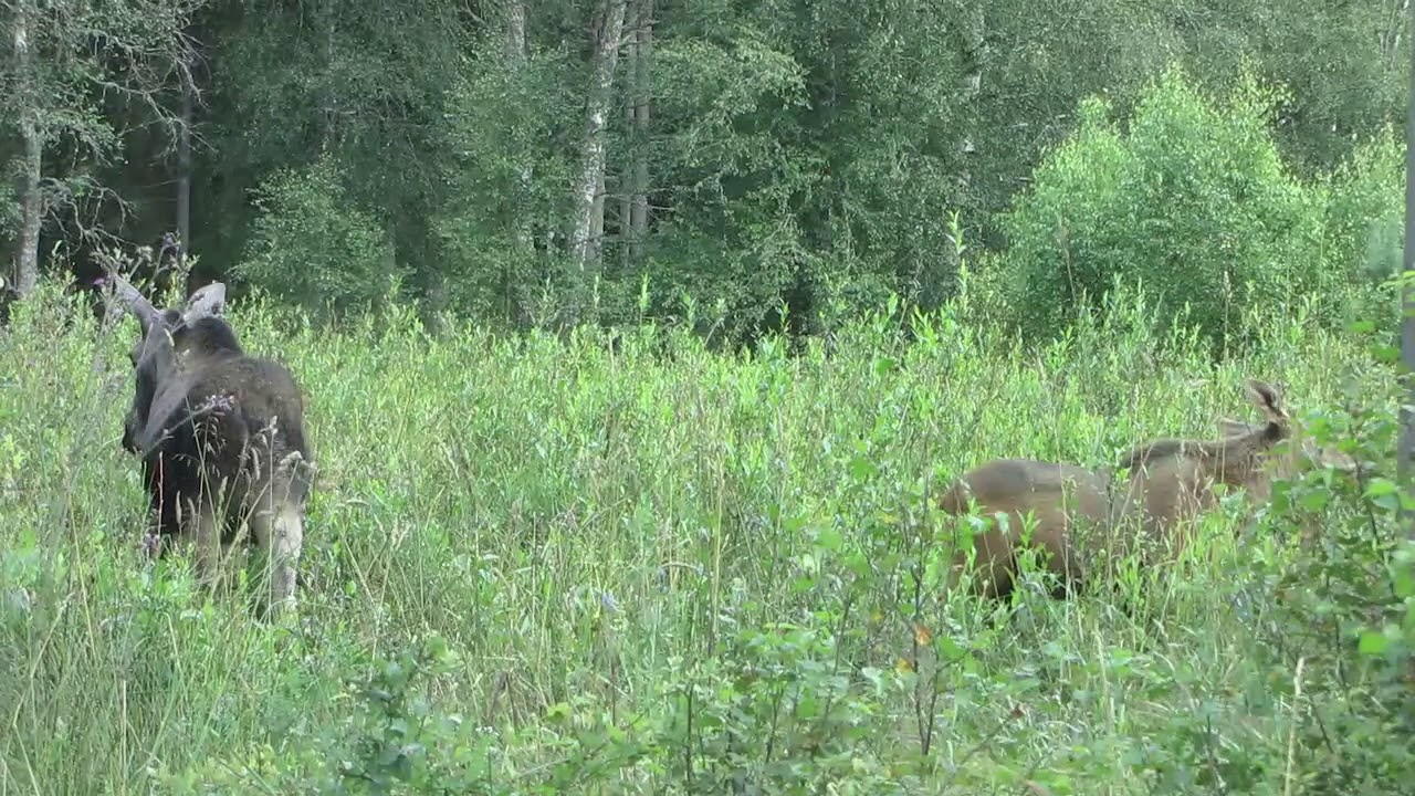 Älgbetning Hunneberg