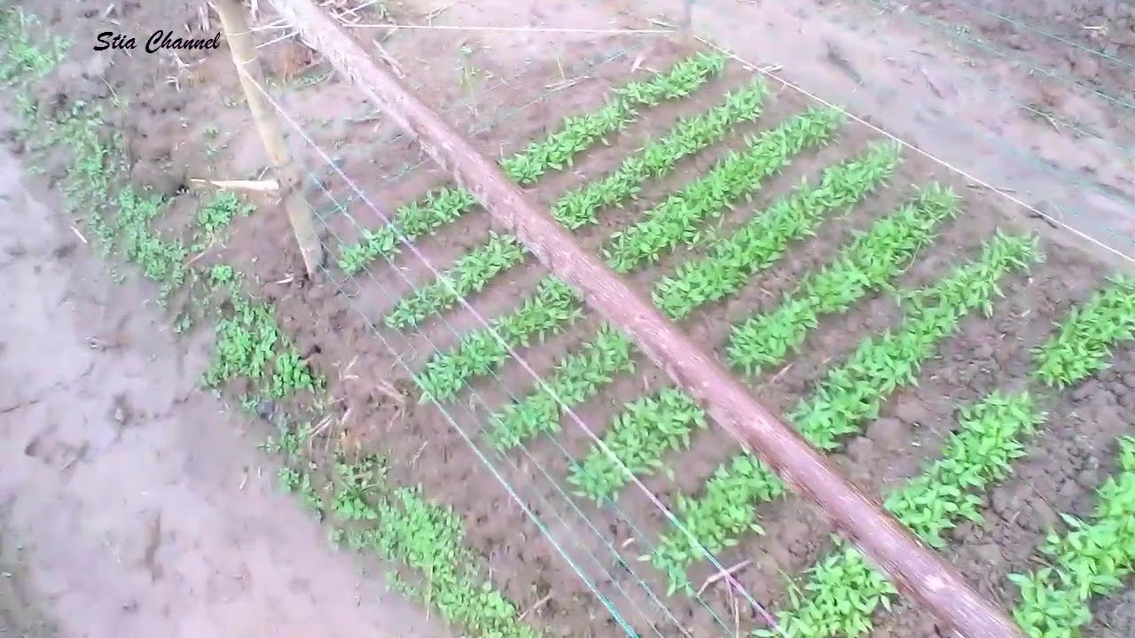 Persiapan Lahan Menanam Cabai Keriting | Stia Horbo - YouTube