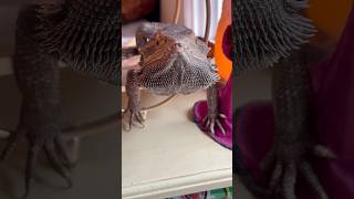 Dragons shedding and crabby