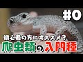 レオパとニシアフの飼育環境作り #0