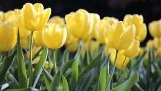 Yellow Flowers 🌻 | No Copyright | Royalty Free | Creative Commons | Reuse allowed. screenshot 2