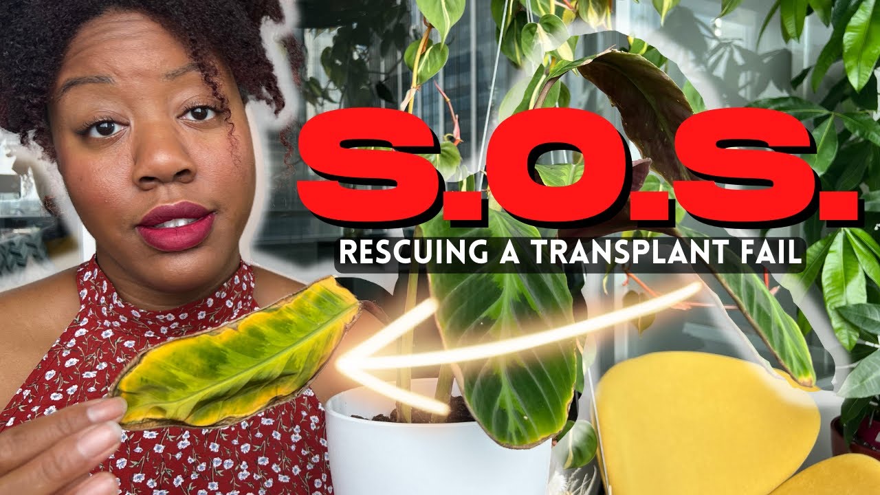 Rescue A Plant From Transplant Shock || Failed Soil To Semi-Hydro Transplant