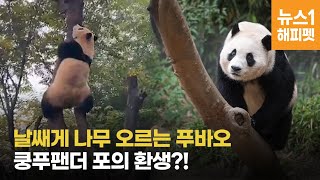 날쌔게 나무 오르는 푸바오, 쿵푸팬더 포의 환생?!ㅣKung Fu Panda by 뉴스1해피펫 20,493 views 6 months ago 2 minutes, 14 seconds