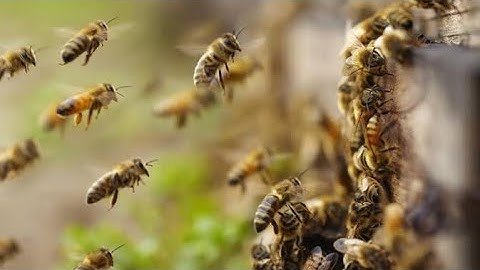 Huge Number of Bees! Honey Mass Production Process by Korean Beekeeping Farm