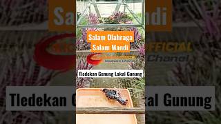 Download Lagu Tledekan Gunung Olahraga #tledekan #tledekangunung #birds #music #masteranburung #masteranmurai MP3