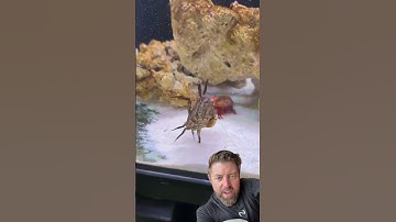 Bidsprinkhaangarnaal versus krab