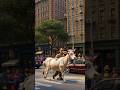 एक दुबली गाय और एक दुबले आदमी की सुंदर कहानी#ai #cow #people #trending #viral