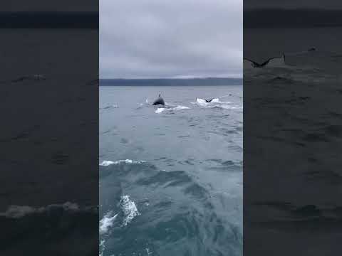 Whales! #cruisetour #travel #cruise #msccruises #whales #iceland