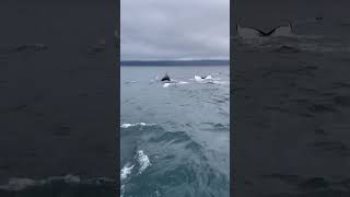Whales! #cruisetour #travel #cruise #msccruises #whales #iceland