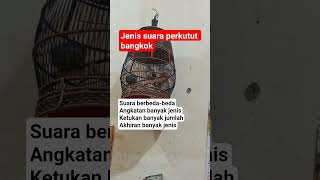 jenis suara perkutut bangkok #perkutut #burung #viral