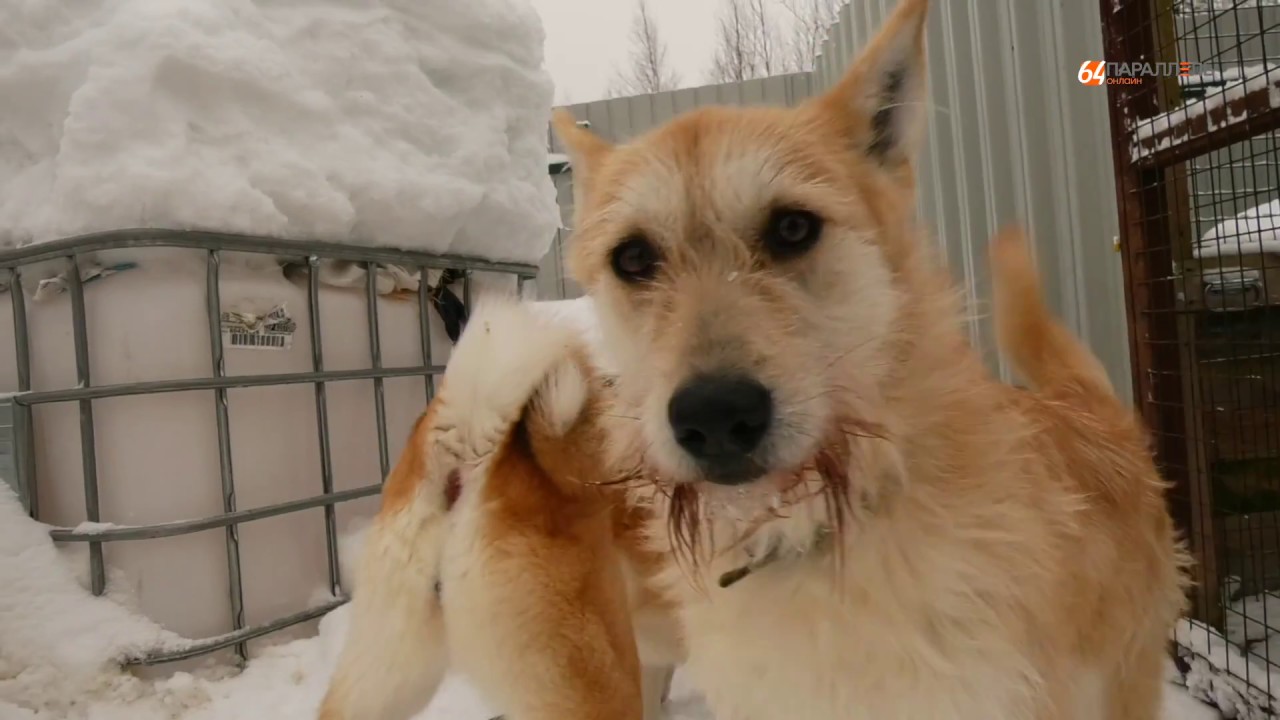 отдам собаку. щенки в добрые руки приют. приют для собак. приют добрые руки томск. собачки из приюта.