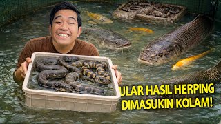 PULUHAN ULAR HASIL HERPING DIMASUKIN KE KOLAM! KASIH MAKAN SEMUA PELIHARAAN DIRUMAH PAKAI ULAR!