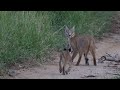 A CARACAL with 2 KITTENS 🐱 New LEOPARD cubs 🐆 The NTSEVU pride 🦁