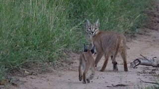 A CARACAL with 2 KITTENS 🐱 New LEOPARD cubs 🐆 The NTSEVU pride 🦁 by MalaMala Game Reserve 8,755 views 1 month ago 8 minutes, 2 seconds