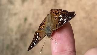 Hackberry Emperor Butterfly