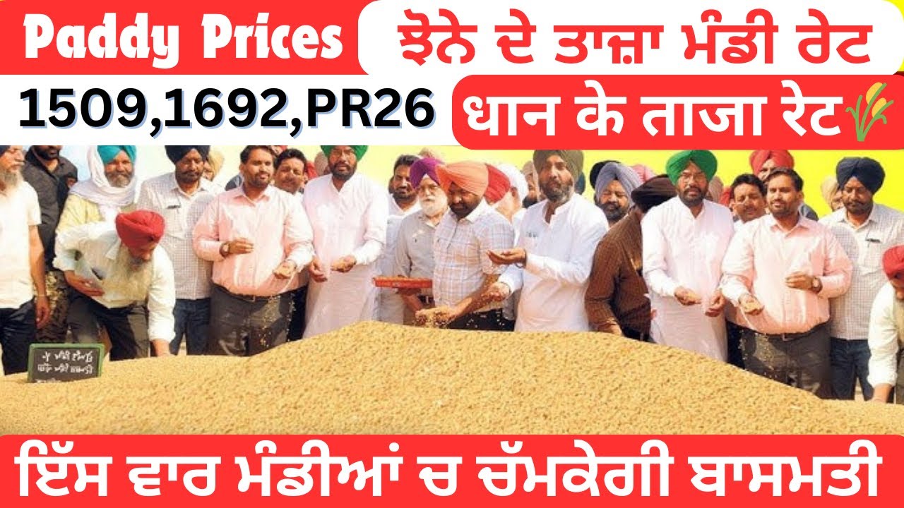 Paddy Prices Today| ਇੱਸ ਵਾਰ ਮੰਡੀਆਂ ਚ ਚੱਮਕੇਗੀ ਬਾਸਮਤੀ|1509,1692,PR26 ਝੋਨੇ ਦੇ ਤਾਜ਼ਾ ਮੰਡੀ ਰੇਟ|Mandi rate