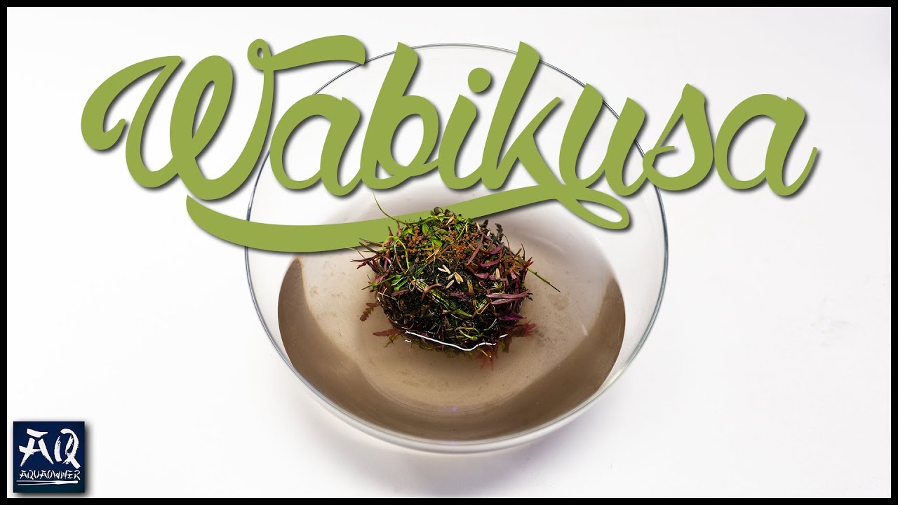 Wabikusa Anleitung deutsch | AquaOwner