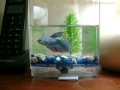 Como cambiar el agua de tu pecera del pez betta