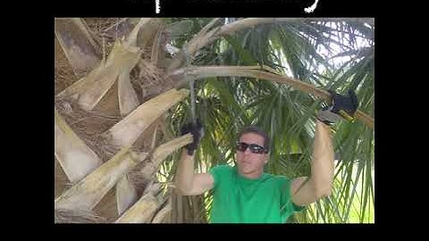 How to Prune a Palm Tree