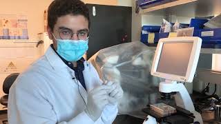 Hutch@Home Virtual Field Trip: The Stanley Lee Lab | April 6th, 2021