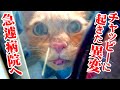 緊急事態!辛そうなチャッピーを病院に連れて行く…獣医師の診断結果は…