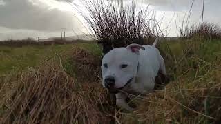 Field Walk With Staffy Dog