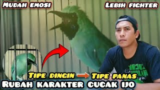 Fahami cara mengondisikan Birahi Cucak ijo‼️ Perawatan dan Setingan Cucak ijo telat panas