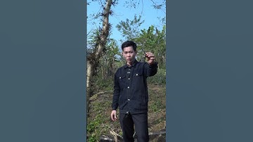 Gai bồ kết có dùng được không? #bacsibac #dailybacdc